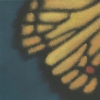 Butterfly Pattern 6